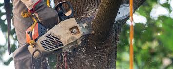 How Our Tree Care Process Works  in  High Springs, FL